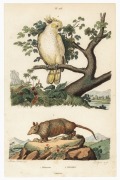 AUSTRALASIAN BIRDS: A collection of early etchings, engravings and colour lithographs including "The White Fulica", the "Bankian Cockatoo Variety" and the "Wattled Bee Eater" both by Latham, the "Caspian Tern" by Mazell  and the "New Holland Cassowary" by - 6