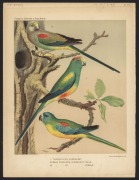 AUSTRALASIAN BIRDS: A collection of early etchings, engravings and colour lithographs including "The White Fulica", the "Bankian Cockatoo Variety" and the "Wattled Bee Eater" both by Latham, the "Caspian Tern" by Mazell  and the "New Holland Cassowary" by - 7