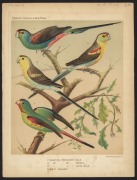 AUSTRALASIAN BIRDS: A collection of early etchings, engravings and colour lithographs including "The White Fulica", the "Bankian Cockatoo Variety" and the "Wattled Bee Eater" both by Latham, the "Caspian Tern" by Mazell  and the "New Holland Cassowary" by - 8