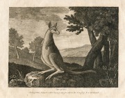 GEORGE STUBBS (1724 - 1806), "A singular Animal called Kangaroo found on the Coast Of New Holland", copper engraving further titled "Page 236, Vol.1" in lower margin, circa 1790, 12.5 x 17cm (image).