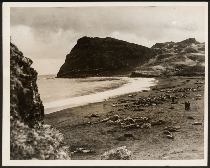 THE B.A.N.Z. ANTARCTIC EXPEDITION: Official original photograph by Captain Frank Hurley: Image A19 - Title: A Densely Populated Sub-Antarctic Colony, with official "MAWSON ANTARCTIC EXPEDITION" handstamp and release date "MONDAY FEB.24, 1930" verso, toget