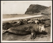 THE B.A.N.Z. ANTARCTIC EXPEDITION: Official original photograph by Captain Frank Hurley: Image A20 - Title: Monarch of the Harem, with official "MAWSON ANTARCTIC EXPEDITION" handstamp and release date "MONDAY FEB.24, 1930" verso, together with the officia