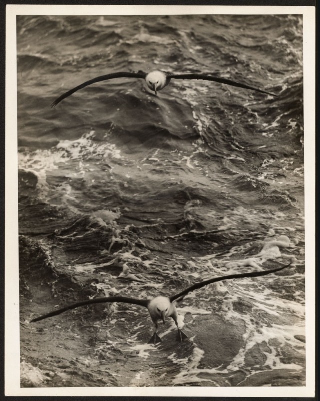 THE B.A.N.Z. ANTARCTIC EXPEDITION: Official original photograph by Captain Frank Hurley: Image A72 - Title: Gleaners of the Deep, with official "MAWSON ANTARCTIC EXPEDITION" handstamp and release date "FRIDAY MAY 23, 1930" verso, together with official pr