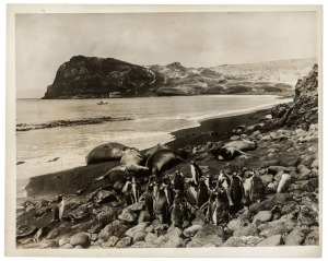 THE B.A.N.Z. ANTARCTIC EXPEDITION: Official original photograph by Captain Frank Hurley: Image A1 - Title: The Inhabitants of Possession Island enjoy a fine day, with official "MAWSON ANTARCTIC EXPEDITION" handstamp and release date "THURSDAY FEB.13, 1930