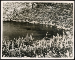 THE B.A.N.Z. ANTARCTIC EXPEDITION: Official original photograph by Captain Frank Hurley: Image A9 - Title: A Sub-Antarctic Cabbage Patch, with official "MAWSON ANTARCTIC EXPEDITION" handstamp and release date "THURSDAY FEB.13, 1930" verso, together with t