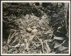 THE B.A.N.Z. ANTARCTIC EXPEDITION: Official original photograph by Captain Frank Hurley: Image A10 - Title: Nesting in comfort on a Sub Antarctic Island, with official "MAWSON ANTARCTIC EXPEDITION" handstamp and release date "THURSDAY FEB.13, 1930" verso,