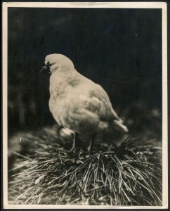 THE B.A.N.Z. ANTARCTIC EXPEDITION: Official original photograph by Captain Frank Hurley: Image A13 - Title: "Paddy" Poses for a Portrait, with official "MAWSON ANTARCTIC EXPEDITION" handstamp and release date "MONDAY FEB. 24, 1930" verso, together with th