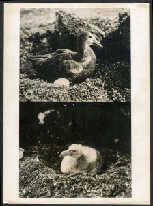 THE B.A.N.Z. ANTARCTIC EXPEDITION: Official original photograph by Captain Frank Hurley: Image A16 - Title: Two scenes which illustrate the life of the Giant Petrel. with official "MAWSON ANTARCTIC EXPEDITION" handstamp and release date "MONDAY FEB. 24, 1