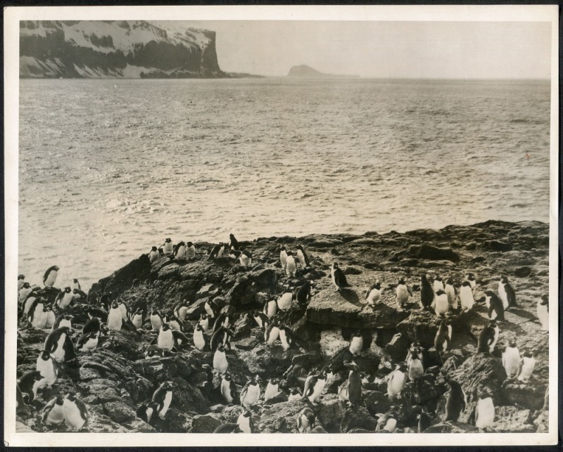 THE B.A.N.Z. ANTARCTIC EXPEDITION: Official original photograph by Captain Frank Hurley: Image A25 - Title: Penguins that hop like kangaroos. with official "MAWSON ANTARCTIC EXPEDITION" handstamp and release date "TUESDAY APR. 15, 1930" verso, together wi