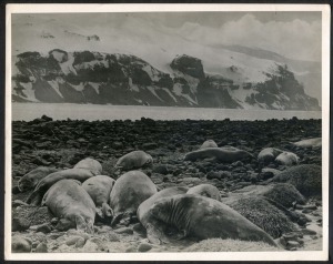 THE B.A.N.Z. ANTARCTIC EXPEDITION: Official original photograph by Captain Frank Hurley: Image A26 - Title: A "dreamy" scene at Heard Island. with official "MAWSON ANTARCTIC EXPEDITION" handstamp and release date "TUESDAY APR. 15, 1930" verso, together wi