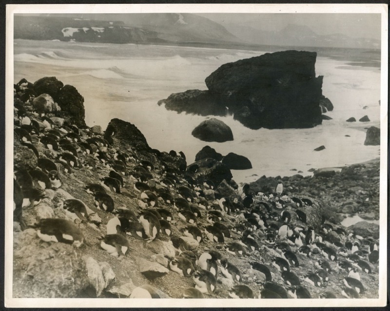 THE B.A.N.Z. ANTARCTIC EXPEDITION: Official original photograph by Captain Frank Hurley: Image A36 - Title: Weathering out a gale with official "MAWSON ANTARCTIC EXPEDITION" handstamp and release date "TUESDAY APR. 15, 1930" verso, together with the offic