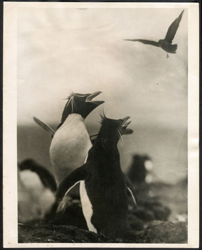 THE B.A.N.Z. ANTARCTIC EXPEDITION: Official original photograph by Captain Frank Hurley: Image A43 - Title: Repelling an air raid. with official "MAWSON ANTARCTIC EXPEDITION" handstamp and release date "MONDAY APR. 28, 1930" verso, together with the offic