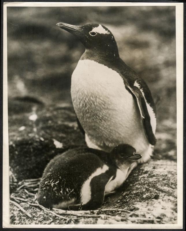 THE B.A.N.Z. ANTARCTIC EXPEDITION: Official original photograph by Captain Frank Hurley: Image A45 - Title: Mrs. "Gentoo" Penguin and baby with official "MAWSON ANTARCTIC EXPEDITION" handstamp and release date "TUESDAY APR. 29, 1930" verso, together with