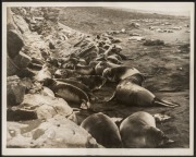 THE B.A.N.Z. ANTARCTIC EXPEDITION: Official original photograph by Captain Frank Hurley: Image A52 - Title: Denizens of Heard Island with official "MAWSON ANTARCTIC EXPEDITION" handstamp and release date "TUESDAY MAY 6, 1930" verso, together with the offi