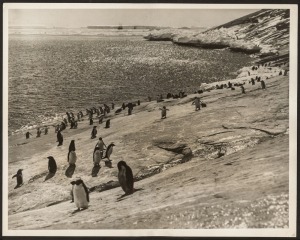 THE B.A.N.Z. ANTARCTIC EXPEDITION: Official original photograph by Captain Frank Hurley: Image A53 - Title: Mid-Summer in MacRobertson Land, Antarctica. with official "MAWSON ANTARCTIC EXPEDITION" handstamp and release date "TUESDAY MAY 6, 1930" verso, to