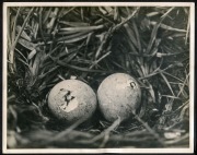 THE B.A.N.Z. ANTARCTIC EXPEDITION: Official original photograph by Captain Frank Hurley: Image A54 - Title: Boys or Girls? with official "MAWSON ANTARCTIC EXPEDITION" handstamp and release date "TUESDAY MAY 6, 1930" verso, together with the official lette