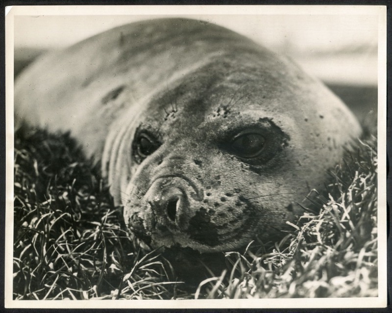 THE B.A.N.Z. ANTARCTIC EXPEDITION: Official original photograph by Captain Frank Hurley: Image A58 - Title: I've got my eyes on you. with official "MAWSON ANTARCTIC EXPEDITION" handstamp and release date "TUESDAY MAY 6, 1930" verso, together with the offi