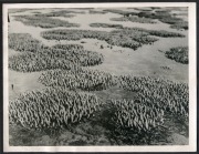 THE BRITISH SCIENTIFIC EXPEDITION ON THE GREAT BARRIER REEF 1928-29: Official original photographs by Charles Leslie Barrett (1879 - 1959: A collection of twenty-five original photographs, most with Barrett's notes affixed verso and several with the offic - 7