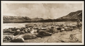 THE B.A.N.Z. ANTARCTIC EXPEDITION: Official original photograph by Captain Frank Hurley: Image A15 - Title: A Cradle of Sea-Elephant Life in the remote Crozet Islands, with official "MAWSON ANTARCTIC EXPEDITION" handstamp and release date "MONDAY FEB.24, 