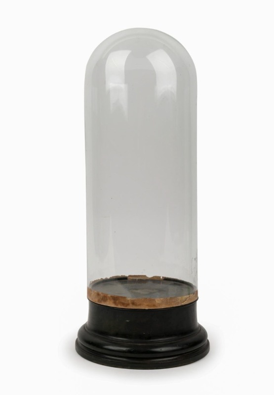 An antique glass dome on ebonized and turned timber plinth, 19th century,  42cm high overall