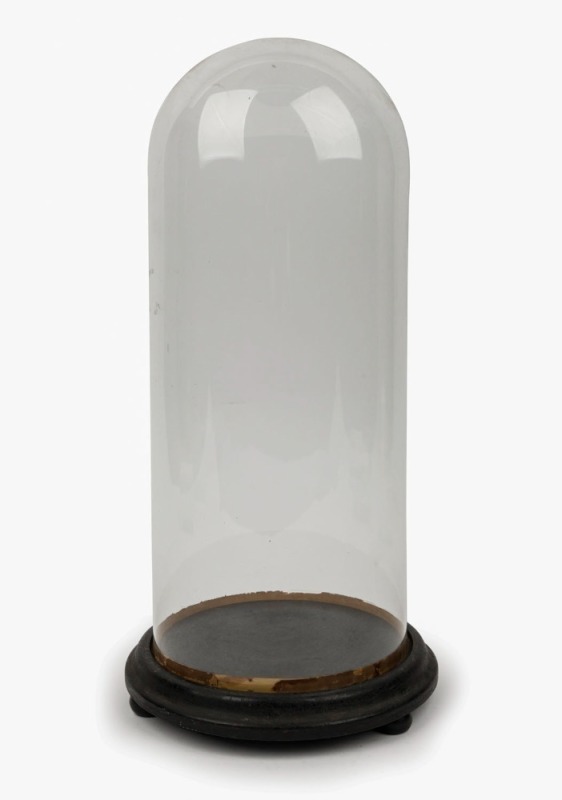 An antique glass dome on ebonized base, 19th century,  ​​​​​​​40.5cm high 