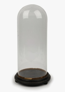 An antique glass dome on ebonized base, 19th century, 40.5cm high