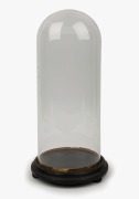 An antique glass dome on ebonized base, 19th century,  ​​​​​​​40.5cm high 