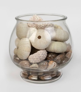 Collection of seashells and sea urchins in glass jar, 20cm high overall