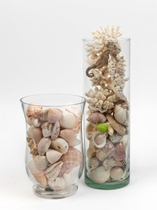 Collection of seashells in two glass vases,  34cm and 21cm high overall