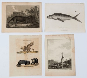 AUSTRALIAN FAUNA: A collection of early etchings, noted the Kanguroo" from the first French edition of Cook (1774), "Opossum van Van Diemens Land", "THiere aus Neu-Holland", "A fish of New South Wales" by Mazell (1789), "Halmature Agile" (Werner, after Le