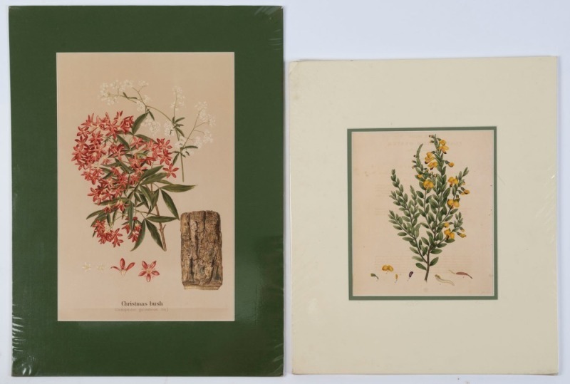 BOTANICAL: A range of engravings and colour lithographs, circa 1790s-1880s, (7 items); various sizes; 3 attractively block mounted, the largest 55 x 40cm overall.