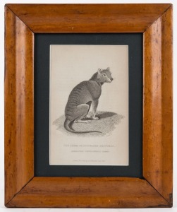 Thylacine, Tasmanian Tiger,  THE ZEBRA OR DOG-FACED DASYURUS (DIDELPHIS CYNOCEPHALIA HARRIS) published by G.B.Whittaker [London], June 1825, 18.5cm x 12cm, 32cm x 26cm overall