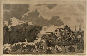 GEORGE HAWKINS (engraver), "An Accurate Representation of SEA HORSES, which CAPTn COOK met with, in his THIRD VOYAGE on the Ice, near the West Coast of North America, nine of which Animals were shot by his order & used for fresh Provisions", copper engraving, published by Alex'r Hogg, 1784-86, for Anderson's "Cook's Voyages" 20 x 33cm, 38 x 52cm overall