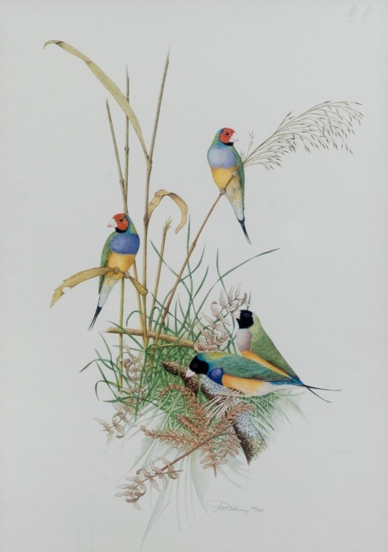 W. W. DELANEY, (finches), lithograph, 106/500, signed "W. W. Delaney", 50 x 36cm, 70 x 55cm overall