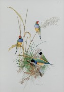 W. W. DELANEY, (finches), lithograph, 106/500, signed "W. W. Delaney", 50 x 36cm, 70 x 55cm overall