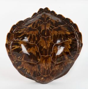 A vintage sea turtle shell, ​​​​​​​43cm long