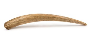 An tribal walrus ivory club with incised markings and mounting holes to each end, 19th to early 20th century, 72cm long