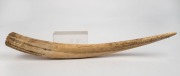 An tribal walrus ivory club with incised markings and mounting holes to each end, 19th to early 20th century, 72cm long - 2