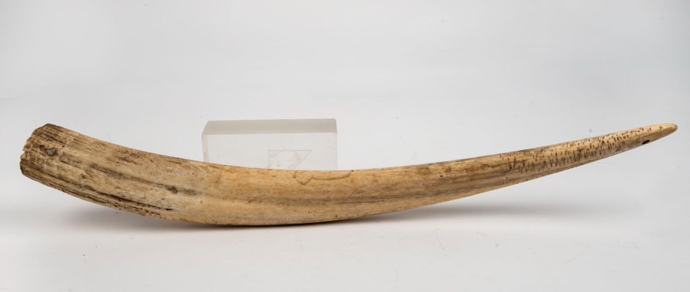 An tribal walrus ivory club with incised markings and mounting holes to ...