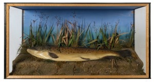 TROUT taxidermy display in case, 19th/20th century, 