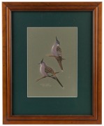 JOSIE WILLIAMSON, group of 10 assorted bird studies, watercolour and gouache, all signed and titled, the largest image 27 x 19cm