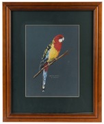 JOSIE WILLIAMSON, group of 10 assorted bird studies, watercolour and gouache, all signed and titled, the largest image 27 x 19cm - 2