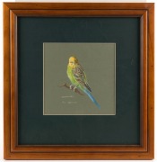 JOSIE WILLIAMSON, group of 10 assorted bird studies, watercolour and gouache, all signed and titled, the largest image 27 x 19cm - 6