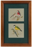 JOSIE WILLIAMSON, group of 10 assorted bird studies, watercolour and gouache, all signed and titled, the largest image 27 x 19cm - 8