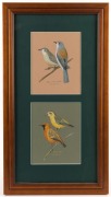 JOSIE WILLIAMSON, group of 10 assorted bird studies, watercolour and gouache, all signed and titled, the largest image 27 x 19cm - 9