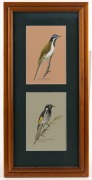 JOSIE WILLIAMSON, group of 10 assorted bird studies, watercolour and gouache, all signed and titled, the largest image 27 x 19cm - 10