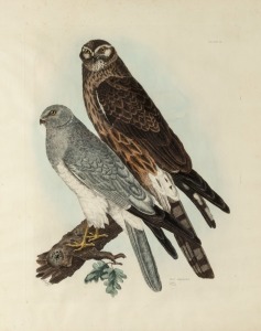 PRIDEAUX JOHN SELBY (1788-1867), Hen Harrier, colour lithograph, signed and titled in plate, sheet size 66.5 x 54cm (visible), 69 x 57cm overall