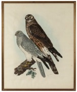 PRIDEAUX JOHN SELBY (1788-1867), Hen Harrier, colour lithograph, signed and titled in plate, sheet size 66.5 x 54cm (visible), 69 x 57cm overall - 2