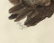 PRIDEAUX JOHN SELBY (1788-1867), Hen Harrier, colour lithograph, signed and titled in plate, sheet size 66.5 x 54cm (visible), 69 x 57cm overall - 3