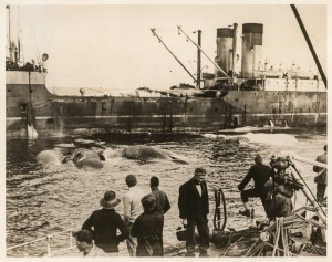 THE B.A.N.Z. ANTARCTIC EXPEDITION:Official original photograph by Captain Frank Hurley:Image B4 - Title: Whaling in Antarctica,with official "MAWSON ANTARCTIC EXPEDITION" handstamp and release date "MONDAY APR. 6, 1931" verso, together with the official l